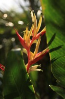 /album/kuranda/img-2817-533x800-jpg/